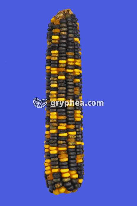 Maïs (Zea mays) - Epi après hybridation - 9-3-3-1 - gryphea.org